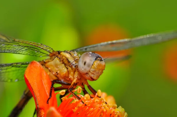 Macro Shots Belle Scène Nature Libellule — Photo