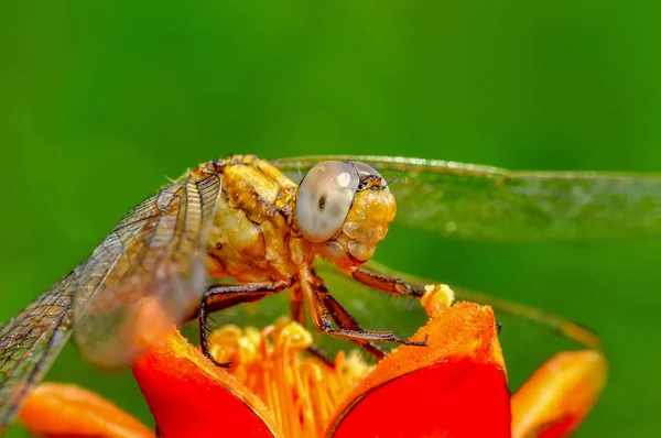 Macro Fotografii Frumos Natura Scena Dragonfly — Fotografie, imagine de stoc
