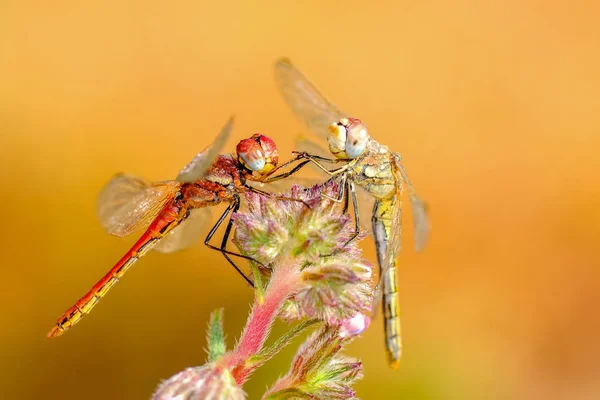 Makroaufnahmen Schöne Naturszene Libelle — Stockfoto