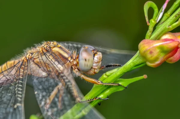 Makro Çekimler Güzel Doğa Sahnesi Yusufçuk Sineği — Stok fotoğraf