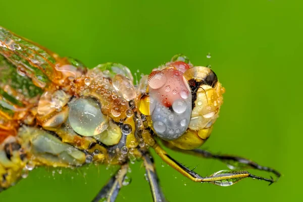 Makro Çekimler Güzel Doğa Sahnesi Yusufçuk Sineği — Stok fotoğraf