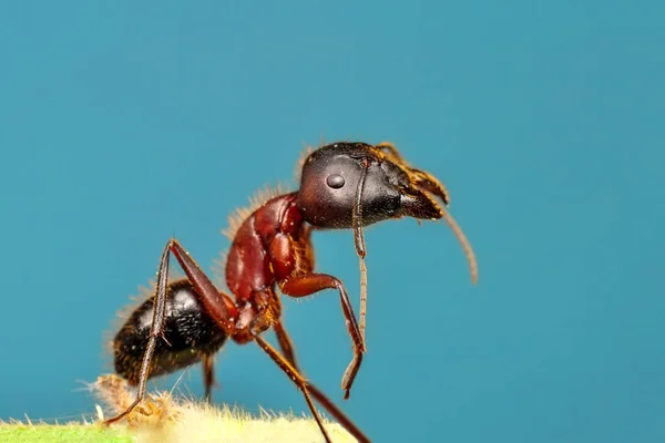 Güzel Kırmızı Karıncanın Güçlü Çeneleri — Stok fotoğraf