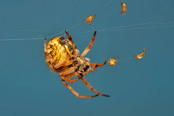 Schöne Spinne Auf Einem Spinnennetz Archivbild Nahaufnahme Springende Spinne Archivbild — Stockfoto