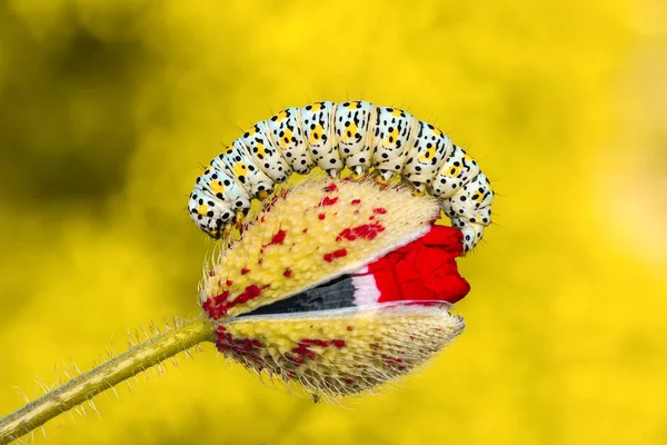 Swallowtail - stok görüntü güzel aterpillar