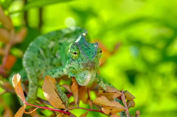 Makro Çekimler Güzel Doğa Sahnesi Yeşil Bukalemun — Stok fotoğraf