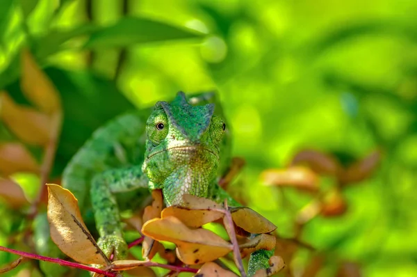 Makro Shots Piękna Scena Natury Zielony Kameleon — Zdjęcie stockowe
