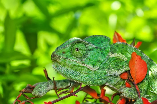 Makro Felvételek Gyönyörű Természet Jelenet Zöld Kaméleon — Stock Fotó