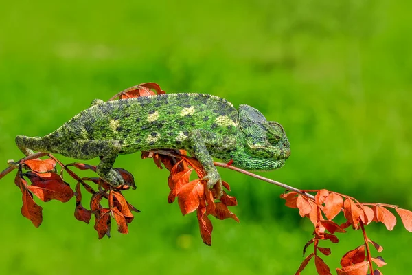 Fotos Macro Hermosa Escena Naturaleza Camaleón Verde —  Fotos de Stock