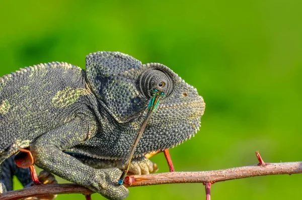 Macro Tiros Bela Natureza Cena Camaleão Verde — Fotografia de Stock