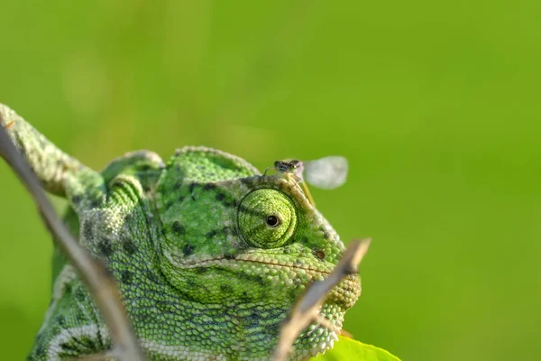 Macro Shots Belle Scène Nature Caméléon Vert — Photo