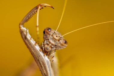 Bir çift güzel Avrupa peygamberdevesi (Mantis religiosa )