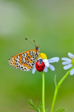 Çiçek oturma portre güzel kelebek