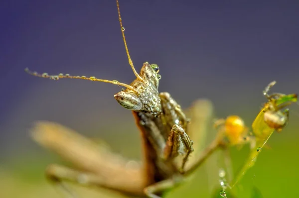 Κοντινό Πλάνο Του Ζεύγους Beautiful European Mantis Mantis Religiosa — Φωτογραφία Αρχείου