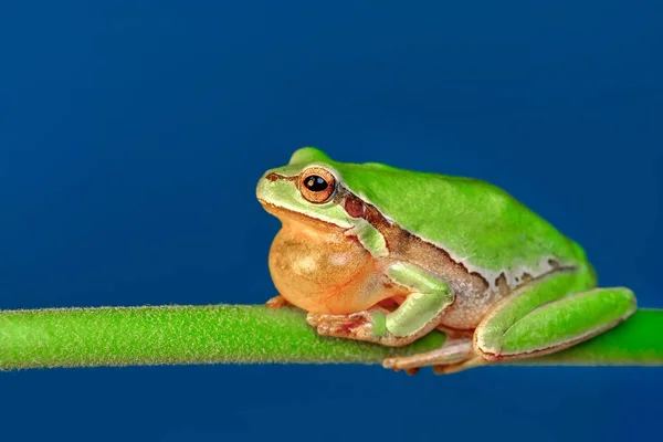 Europeia Bonita Hyla Arborea Imagem Stock — Fotografia de Stock