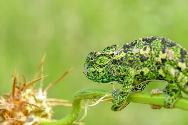 Macro Tiros Bela Natureza Cena Camaleão Verde — Fotografia de Stock