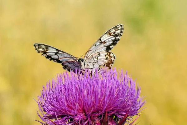 Closeup Bela Borboleta Sentado Flor — Fotografia de Stock