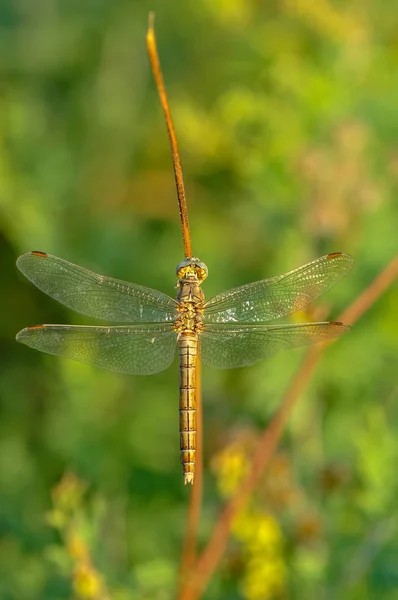 Makro Záběry Krásná Příroda Scéna Vážky — Stock fotografie