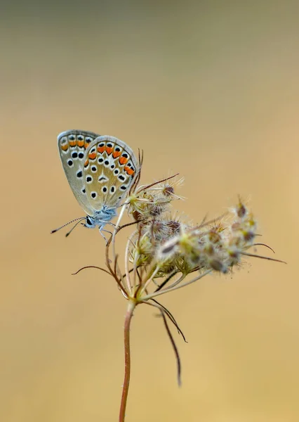 Closeup Bela Borboleta Sentado Flor — Fotografia de Stock