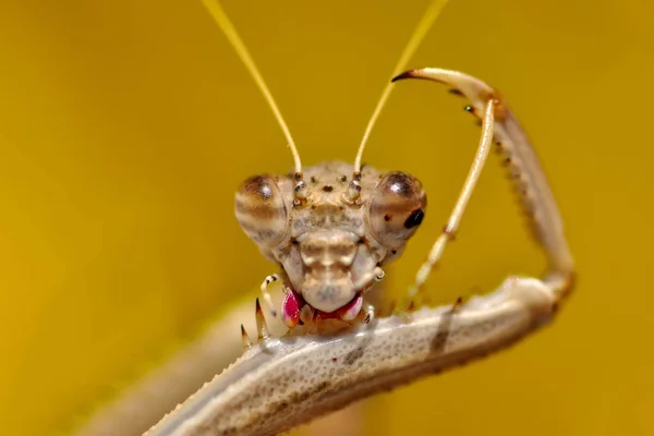 Närbild Par Vackra Europeiska Mantis Mantis Religiosa — Stockfoto