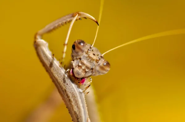 Bir Çift Güzel Avrupa Peygamberdevesi Mantis Religiosa — Stok fotoğraf