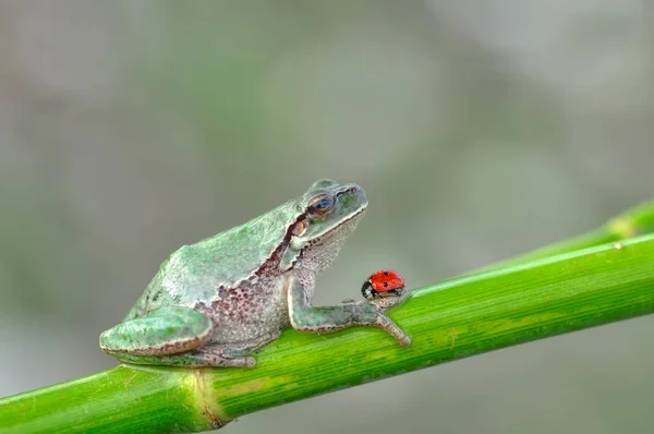 Hermosa Rana Árbol Europa Hyla Arborea Imagen Stock —  Fotos de Stock