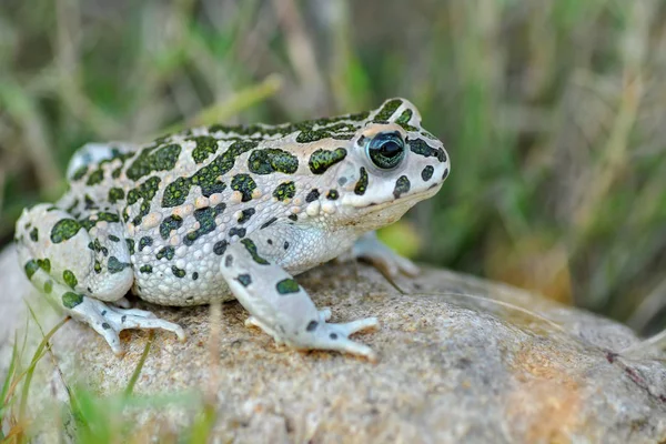 Green Toad in natural background