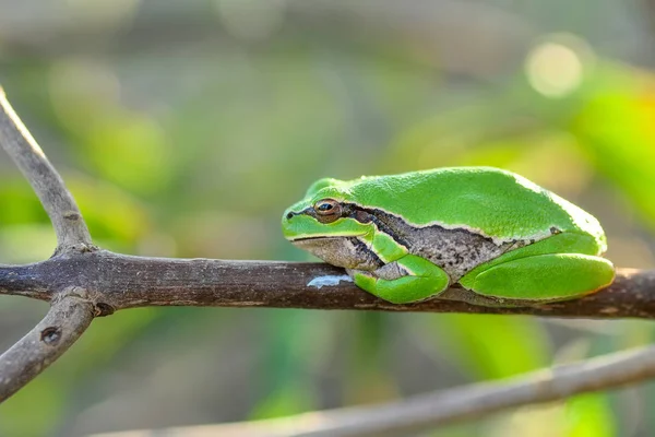 Hermosa Rana Árbol Europa Hyla Arborea Imagen Stock — Foto de Stock