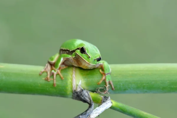 Prachtige Europaean Tree Kikker Hyla Arborea Stock Beeld — Stockfoto