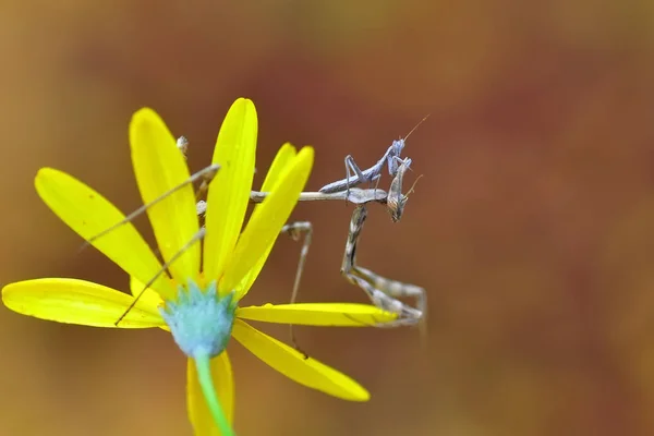 Närbild Par Vackra Europeiska Mantis Mantis Religiosa — Stockfoto