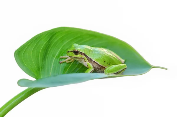 Hermosa Rana Árbol Europa Hyla Arborea Imagen Stock —  Fotos de Stock