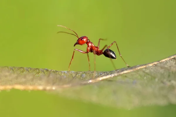 Hermosas Mandíbulas Fuertes Hormiga Roja Cerca — Foto de Stock