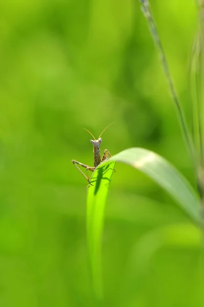 Close Pair Beautiful European Mantis Mantis Religiosa — Stock Photo, Image