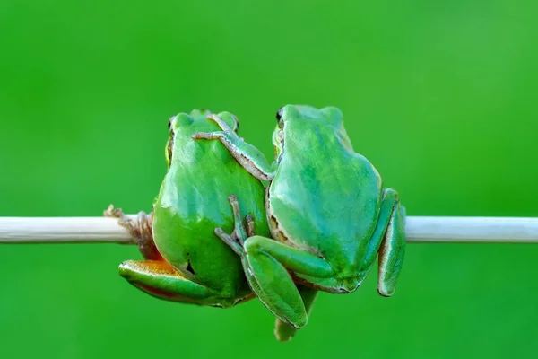 Όμορφη Europaean Δέντρο Βάτραχος Hyla Arborea Απόθεμα Εικόνας — Φωτογραφία Αρχείου