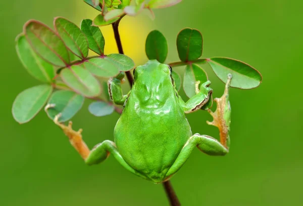 Hermosa Rana Árbol Europa Hyla Arborea Imagen Stock — Foto de Stock