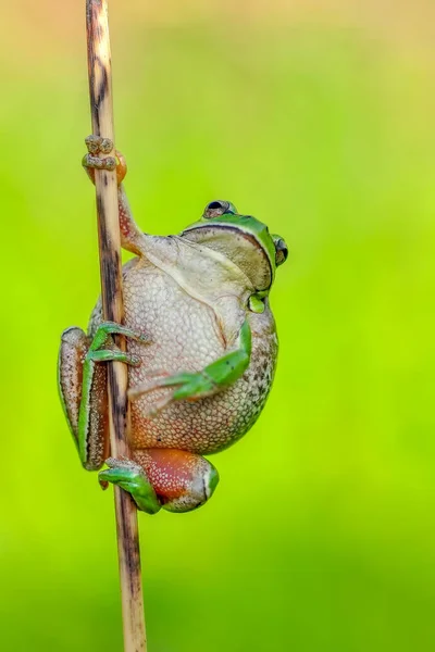 Prachtige Europaean Tree Kikker Hyla Arborea Stock Beeld — Stockfoto