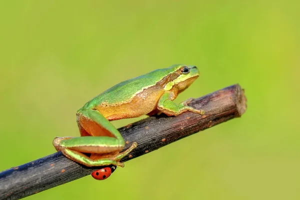 Prachtige Europaean Tree Kikker Hyla Arborea Stock Beeld — Stockfoto