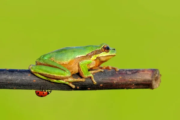 Belle Grenouille Arborescente Européenne Hyla Arborea Image Stock — Photo