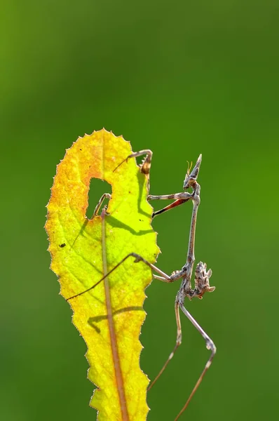 Ameisen Aus Der Nähe Von Zwei Schönen Europäischen Gottesanbeterinnen Mantis — Stockfoto