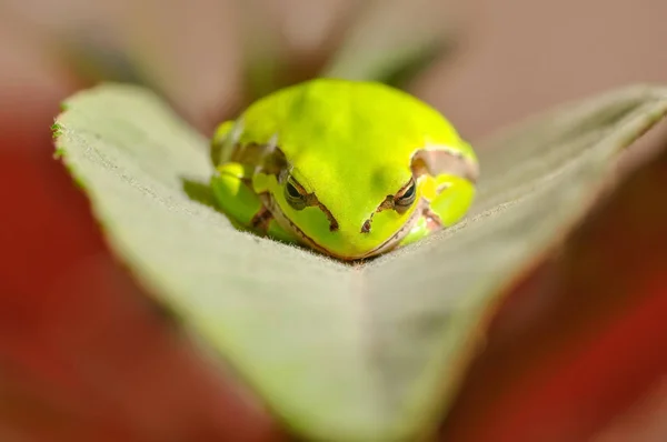 Hermosa Rana Árbol Europa Hyla Arborea Imagen Stock — Foto de Stock