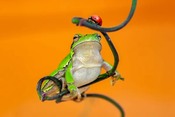 Hermosa Rana Árbol Europa Hyla Arborea Imagen Stock —  Fotos de Stock