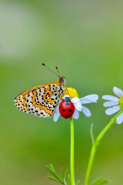 Closeup Prachtige Vlinder Zit Bloem — Stockfoto