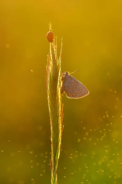 Primer Plano Hermosa Mariposa Sentada Flor — Foto de Stock