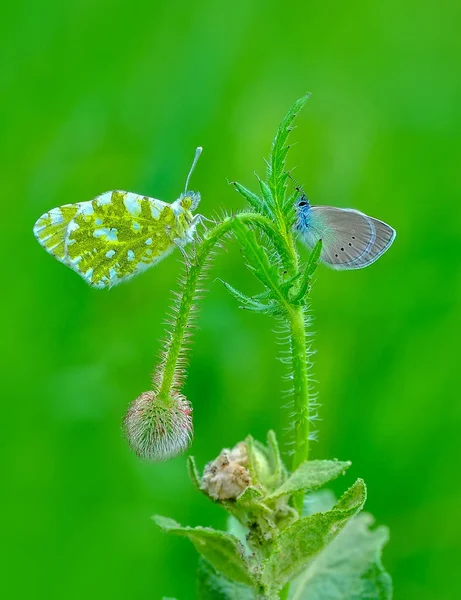 Closeup Krásné Motýli Sedící Květ — Stock fotografie