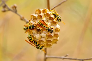 Güzel ortanca wasp (Dolichovespula) portre - stok görüntü