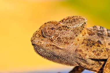 Makro çekimler, Güzel doğa sahnesi Yeşil bukalemun 