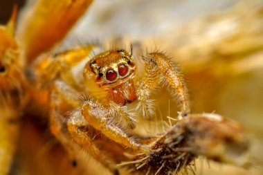 Örümcek - stok görüntü atlama kapatın 