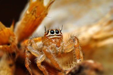 Örümcek - stok görüntü atlama kapatın 