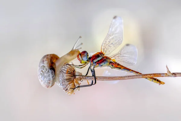 Makroaufnahmen Schöne Naturszene Libelle — Stockfoto