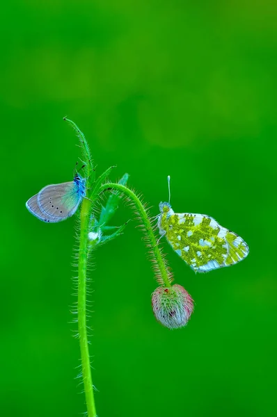 Closeup Beautiful Butterflies Sitting Flower — Stock Photo, Image