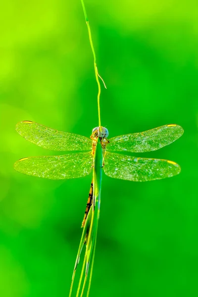 Macro Shots Beautiful Nature Scene Dragonfly — Stock Photo, Image